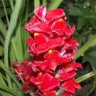 250 Seeds RUBY RED SNAPDRAGON Antirrhinum Majus Flower