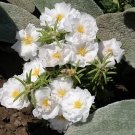 100 Seeds WHITE PORTULACA Grandiflora MOSS ROSE Flower 100 Seeds WHITE PORTULACA Grandiflora MOSS ROSE Flower