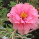 100 Seeds PINK PORTULACA Grandiflora MOSS ROSE Flower 100 Seeds PINK PORTULACA Grandiflora MOSS ROSE Flower