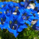 15 Seeds Blue STEMLESS GENTIAN Gentiana Acaulis Kochiana Flower