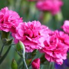 50 Seeds PINK ROSE CARNATION Dianthus Caryophyllus Flower 50 Seeds PINK ROSE CARNATION Dianthus Caryophyllus Flower