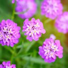 1000 Seeds ROSE CARDINAL CANDYTUFT Iberis Umbellata Flower 1000 Seeds ROSE CARDINAL CANDYTUFT Iberis Umbellata Flower