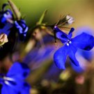 200 Seeds Electric Blue LOBELIA MONSOON Flower ping 200 Seeds Electric Blue LOBELIA MONSOON Flower ping