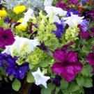 250 Seeds MIXED COLORS PETUNIA Red Pink White Purple Flower 250 Seeds MIXED COLORS PETUNIA Red Pink White Purple Flower