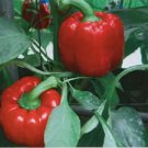 150 Seeds YOLO WONDER SWEET RED BELL PEPPER Capiscum Annuum Vegetable 150 Seeds YOLO WONDER SWEET RED BELL PEPPER Capiscum Annuum Vegetable