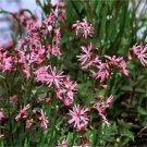 100 Seeds RAGGED ROBIN Pink Purplish Lychnis Flos Cuculi Pink Flower 100 Seeds RAGGED ROBIN Pink Purplish Lychnis Flos Cuculi Pink Flower
