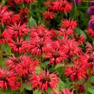 10 Seeds Panorama RED BEE BALM MONARDA DIDYMA Oswego Tea Flower