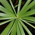 50 Seeds UMBRELLA PALM Cyperus Involucratus Papayrus Sedge