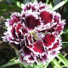 50 Seeds VELVET N LACE DIANTHUS Plumarius Flower 50 Seeds VELVET N LACE DIANTHUS Plumarius Flower
