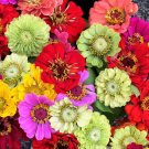 250 Seeds Mixed Colors ZINNIA ELEGANS Red Pink White Purple Flower 250 Seeds Mixed Colors ZINNIA ELEGANS Red Pink White Purple Flower