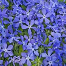 500 Seeds MIXED COLORS EVENING SCENTED STOCK Matthiola Bicornis Flower 500 Seeds MIXED COLORS EVENING SCENTED STOCK Matthiola Bicornis Flower