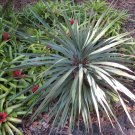 25 Seeds BLUE DRACAENA SPIKES Cordyline Indivisa Flower 25 Seeds BLUE DRACAENA SPIKES Cordyline Indivisa Flower
