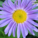 50 Seeds BLUE EAST INDIES ASTER Tongolensis Flower