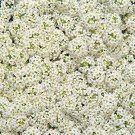 Alyssum Wonderland White 5,000 seeds Alyssum Wonderland White 5,000 seeds