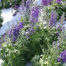 Delphinium Guardian Blue 100 seeds Delphinium Guardian Blue 100 seeds