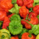 Pepper Aji Dulce 100 seeds Pepper Aji Dulce 100 seeds