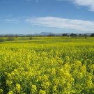 1000 Seeds YELLOW MUSTARD Brassica Alba Vegetable Herb 1000 Seeds YELLOW MUSTARD Brassica Alba Vegetable Herb