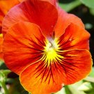 50 Seeds RED & YELLOW PANSY VIOLA Violet Flower 50 Seeds RED & YELLOW PANSY VIOLA Violet Flower