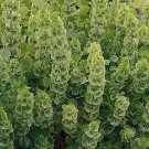 Bells Of Ireland Bells 2,000 seeds Bells Of Ireland Bells 2,000 seeds