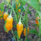 Pepper Hot Aji Limon Gold 100 seeds