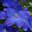 Delphinium Diamonds Blue 100 seeds Delphinium Diamonds Blue 100 seeds
