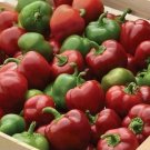 Pepper Snackabelle Red 100 seeds Pepper Snackabelle Red 100 seeds