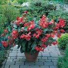 Begonia Dragon Wing Red 100 seeds Begonia Dragon Wing Red 100 seeds
