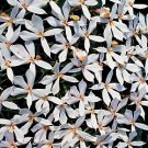 Laurentia Avante Garde White 100 seeds