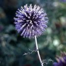 Echinops bannaticus Blue Glow 100 seeds