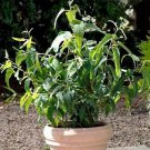 Eucalyptus citriodora 100 seeds Eucalyptus citriodora 100 seeds