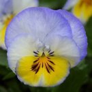 Pansy Cool Wave Blue Skies 100 seeds