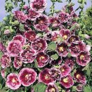 Alcea rosea Creme de Cassis 100 seeds Alcea rosea Creme de Cassis 100 seeds