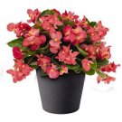 Begonia Big Rose-Green Leaf 100 seeds