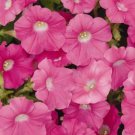 Petunia Shock Wave Rose 100 seeds Petunia Shock Wave Rose 100 seeds
