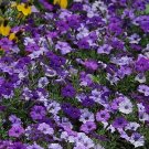 Petunia Shock Wave Denim 100 seeds Petunia Shock Wave Denim 100 seeds