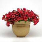 Petunia Easy Wave Velour Berry 100 seeds