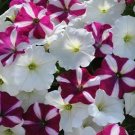 Petunia Easy Wave Starfish Mix 100 seeds