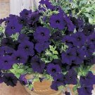 Petunia Ramblin Nu Blue 100 seeds Petunia Ramblin Nu Blue 100 seeds
