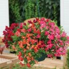 Snapdragon Candy Showers Mix 100 seeds Snapdragon Candy Showers Mix 100 seeds