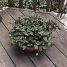 Spilanthes Peek-A-Boo 100 seeds
