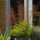 Talinum Limon 100 seeds Talinum Limon 100 seeds