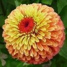 Zinnia Queen Lime-Orange 250 seeds