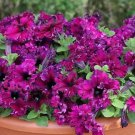 Petunia Expresso Frappe Ruby 250 seeds
