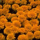 Marigold Janie Deep Orange 1,000 seeds Marigold Janie Deep Orange 1,000 seeds