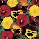 Pansy DeltaPro Blaze Mix 250 seeds Pansy DeltaPro Blaze Mix 250 seeds