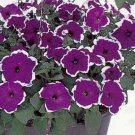 Petunia Frost Blue 500 seeds