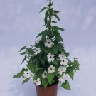 Thunbergia Susie White Black eye 100 seeds Thunbergia Susie White Black eye 100 seeds