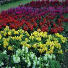 Snapdragon Floral Showers Mix 1,000 seeds Snapdragon Floral Showers Mix 1,000 seeds