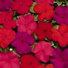 Impatiens Super Elfin Hot Mix 500 seeds Impatiens Super Elfin Hot Mix 500 seeds