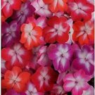 Impatiens Super Elfin Starburst Mix 500 seeds Impatiens Super Elfin Starburst Mix 500 seeds